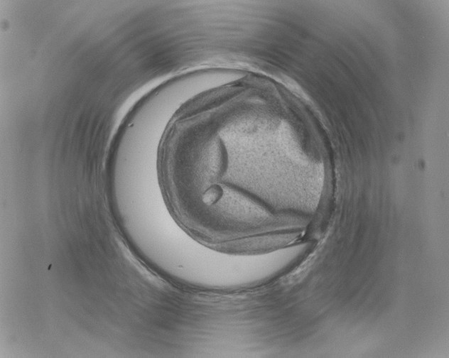 X0000078300838200611251506