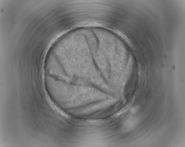 X0000078300840200611251506