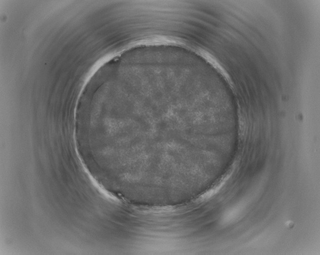 X0000078300845200611251506