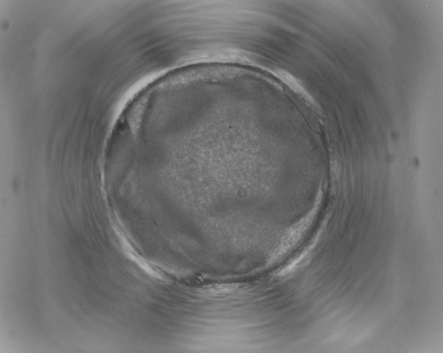 X0000078300846200611251506