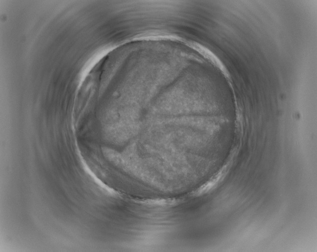 X0000078300855200611251507