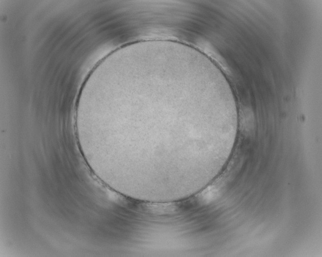 X0000078300856200611251507