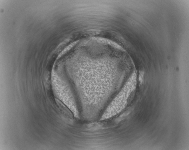 X0000078300867200611251506