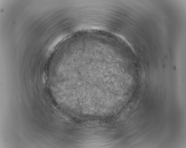 X0000078300871200611251506