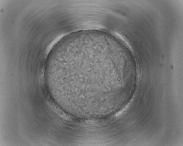 X0000078300875200611251506