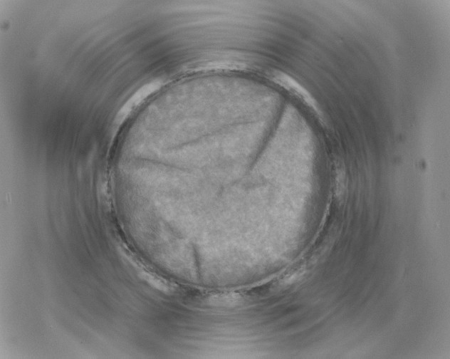 X0000078300882200611251506