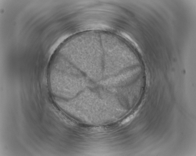 X0000078300883200611251506