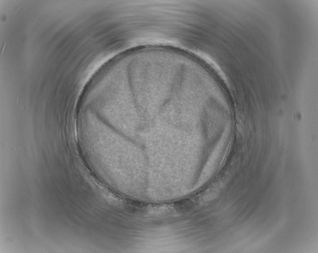 X0000078300887200611251506