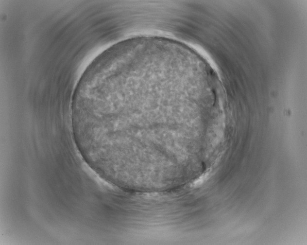 X0000078300903200611251505