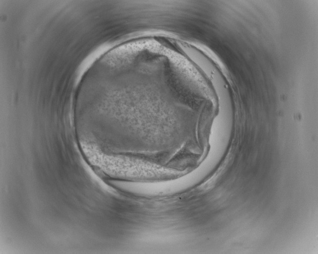 X0000078300910200611251505