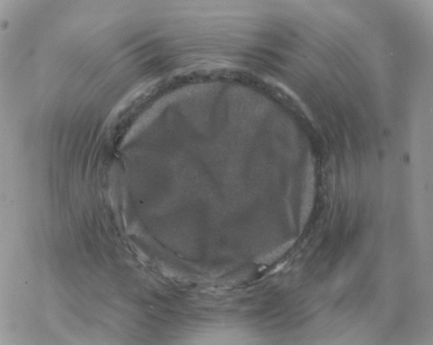 X0000078300919200611251505