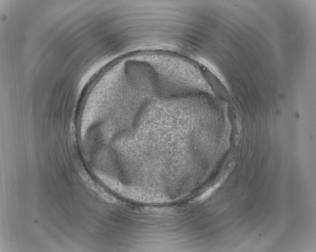 X0000078300928200611251505