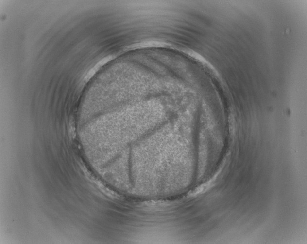 X0000078300929200611251505