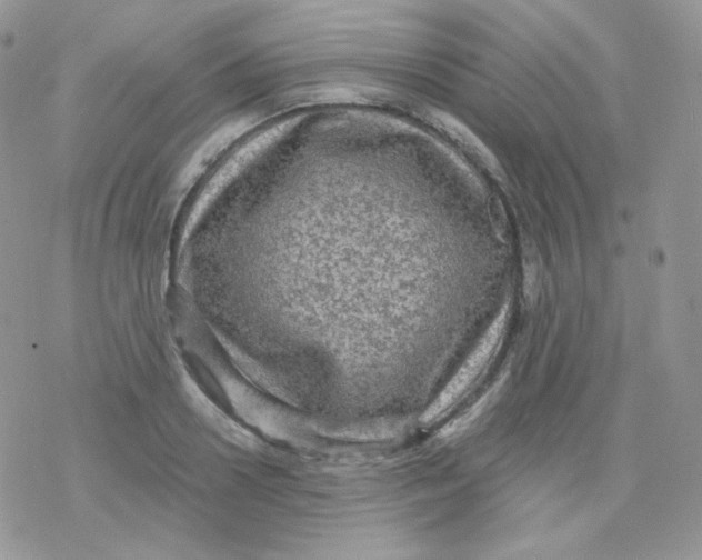 X0000078300938200611251505