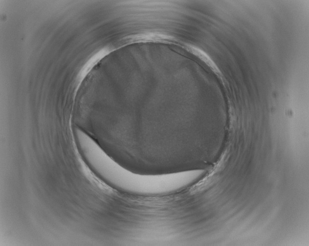 X0000078300946200611251505