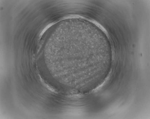 X0000078300953200611251505