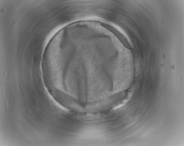 X0000078300959200611251505