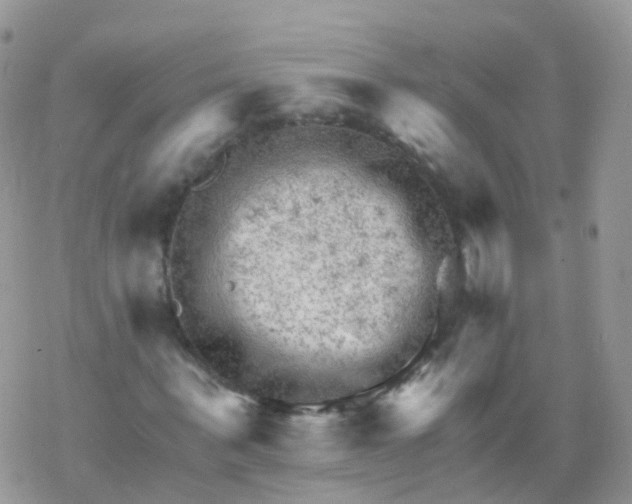 X0000078300963200611251504