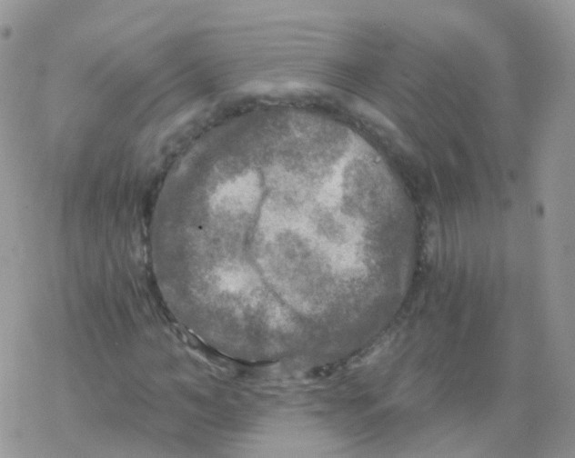 X0000078300966200611251504