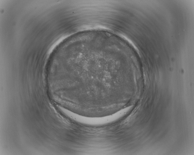 X0000078300975200611251504