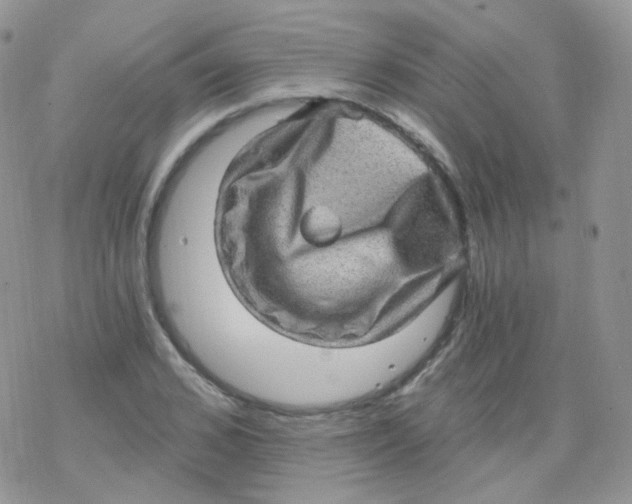 X0000078300976200611251504