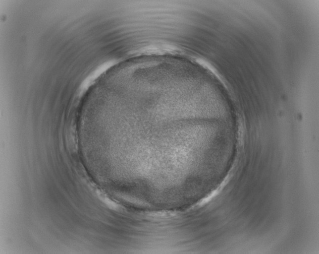 X0000078301018200611251503