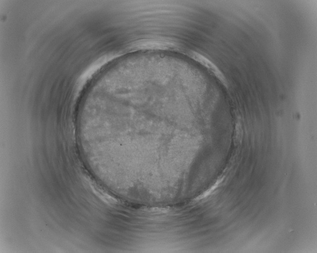 X0000078301027200611251503