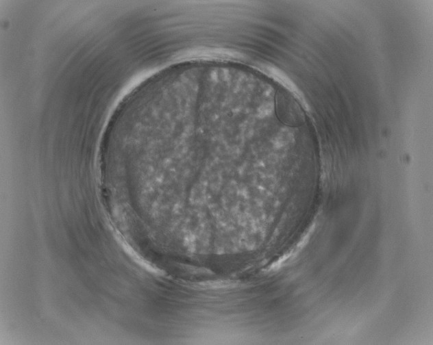 X0000078301037200611251503