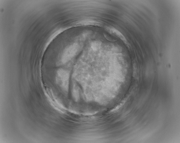 X0000078301039200611251503