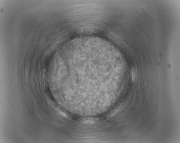 X0000078301059200611251503