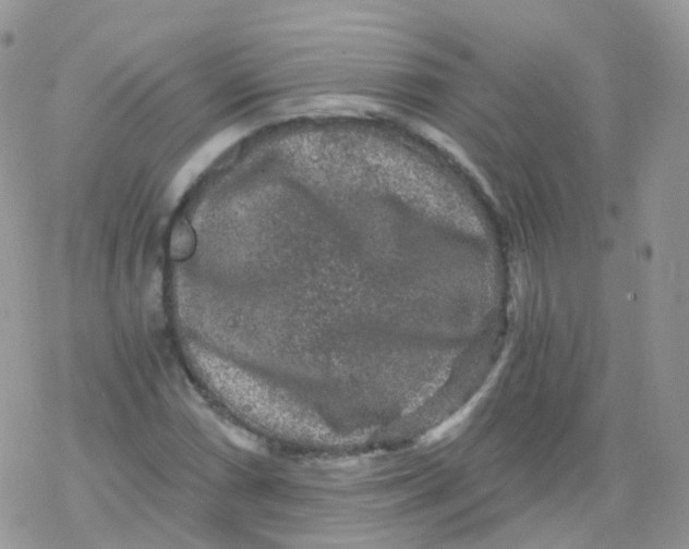 X0000078301066200611251503