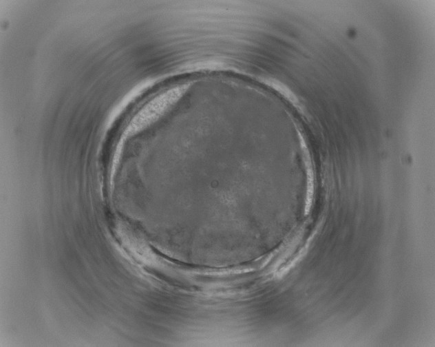 X0000078301118200611251502