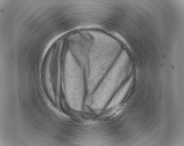 X0000078301124200611251502