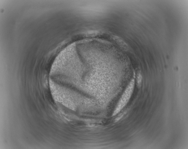 X0000078301204200611251500