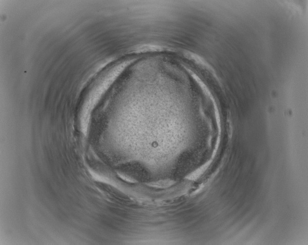 X0000078301217200611251500