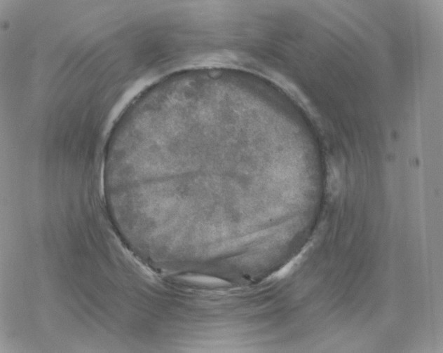 X0000078301224200611251500