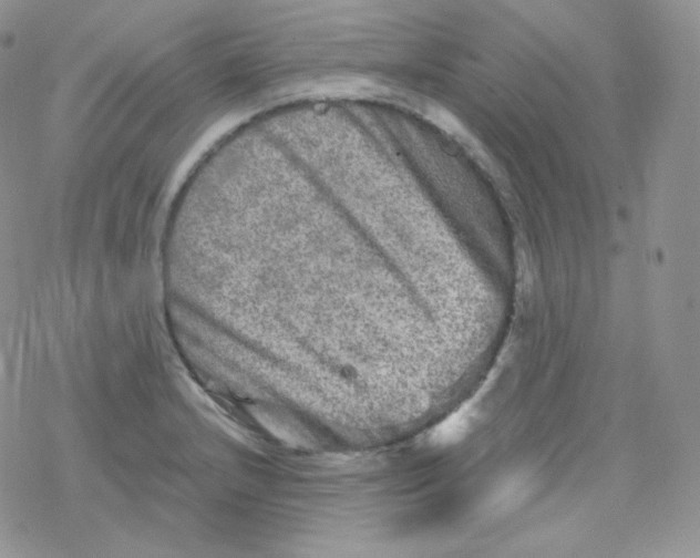 X0000078301232200611251500