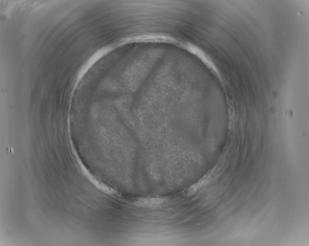 X0000078301237200611251500