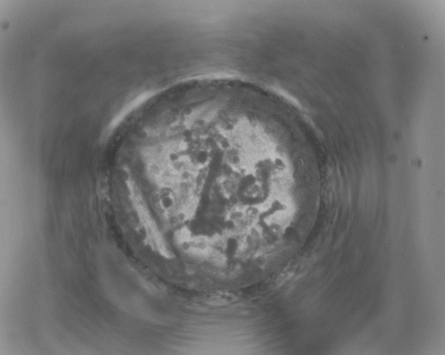 X0000078301255200611251500