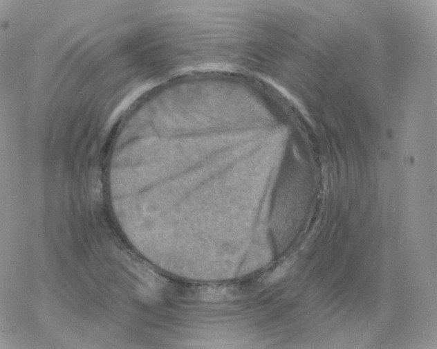 X0000078301266200611251459