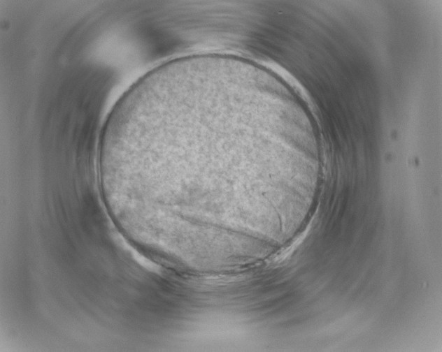 X0000078301294200611251459