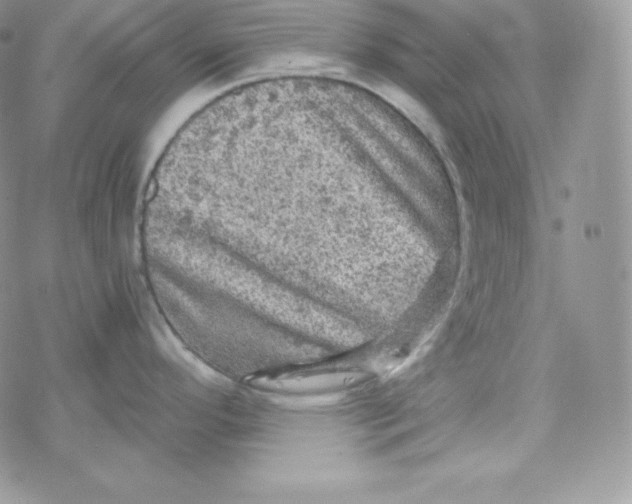 X0000078301296200611251459