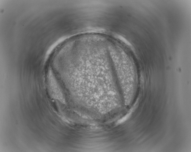 X0000078301310200611251458