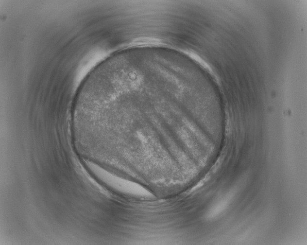 X0000078301325200611251459