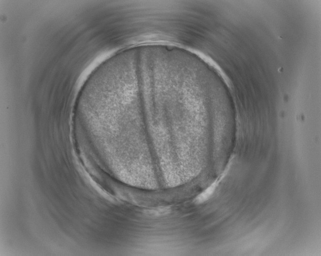 X0000078301333200611251459