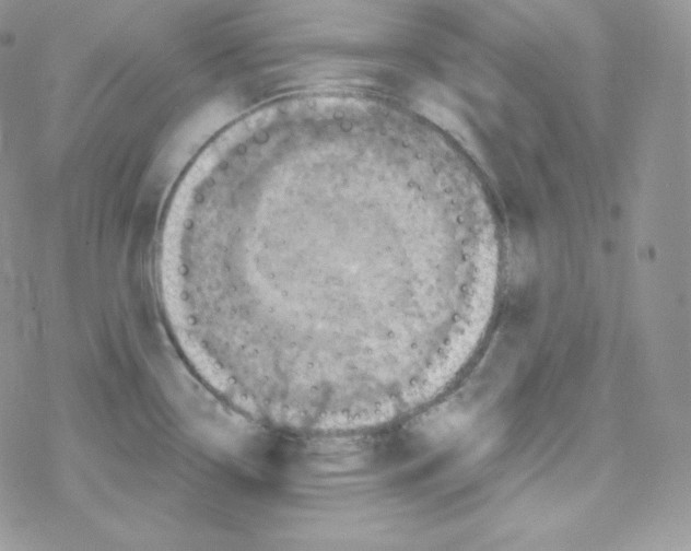 X0000078301338200611251459