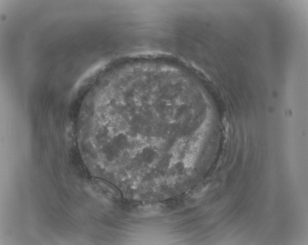 X0000078301351200611251458