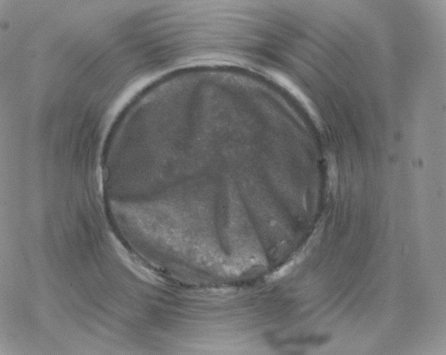 X0000078301372200611251458