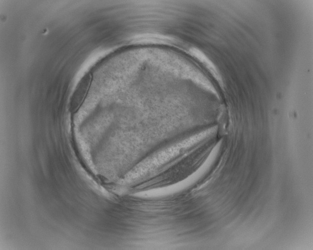 X0000078301376200611251458