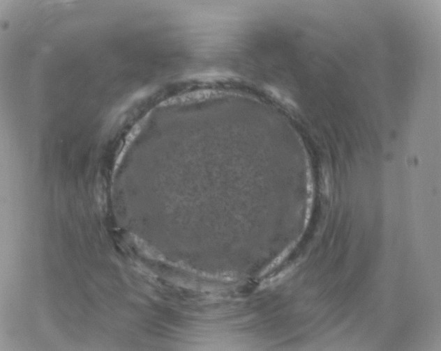 X0000078301398200611251457